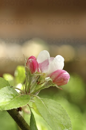 Apple blossoms (Malus), red still closed blossoms with bokeh in the background, Wilnsdorf, Nordrhein. Westphalia, Germany, Europe