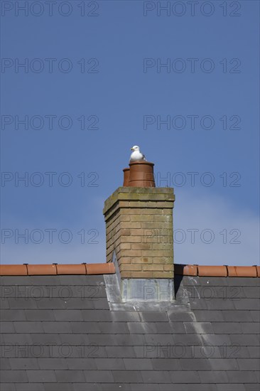 Herring gull (Larus argentatus) adult bird sitting on an urban house chimney pot, England, United Kingdom, Europe