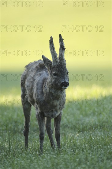 European roe deer (Capreolus capreolus) buck with shaggy winter coat and long velvet horns in a meadow, Allgäu, Bavaria, Germany, Europe