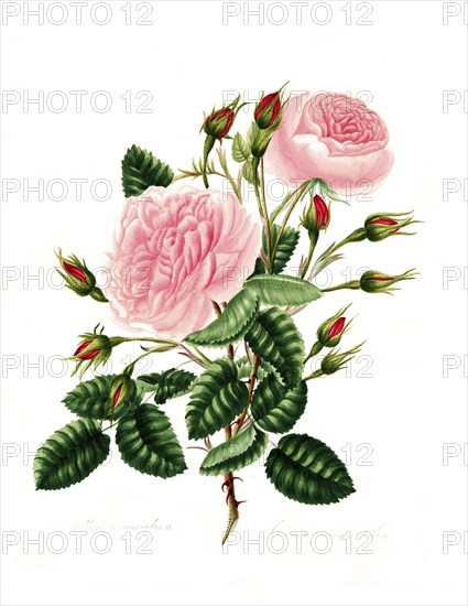 Rosa provincialisa, common provence rose, Rose, Historic noble rose, Rose cultivar, Illustration from 1799, Historic, Digitally restored reproduction from a 19th century original, Record date not stated