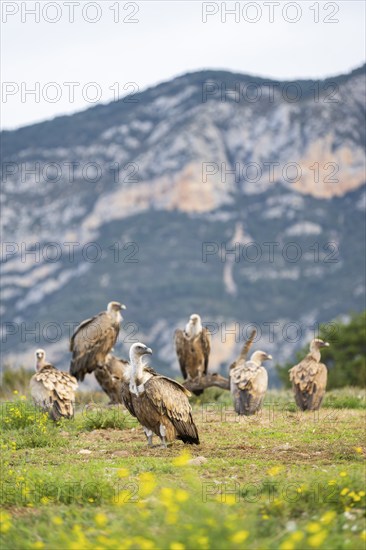 Gathering of griffon vultures (Gyps fulvus) at a flowering meadow in autumn, Pyrenees, Catalonia, Spain, Europe