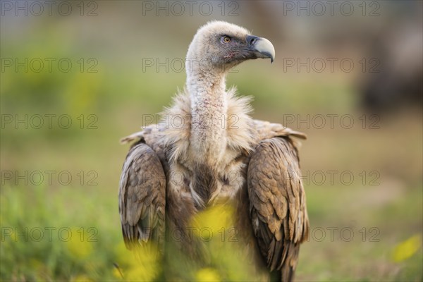 Griffon Vulture (Gyps fulvus) sitting on a flowering meadow in autumn, Pyrenees, Catalonia, Spain, Europe