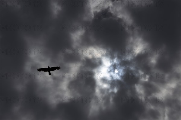 Nimbostratus dark clouds in the sky with a crow flying below and the sun shining through, England, United Kingdom, Europe