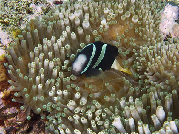 A Clark's anemonefish (Amphiprion clarkii) melanistic hidden in the shelter of a green sea anemone, dive site Toyapakeh, Nusa Ceningan, Nusa Penida, Bali, Indonesia, Asia