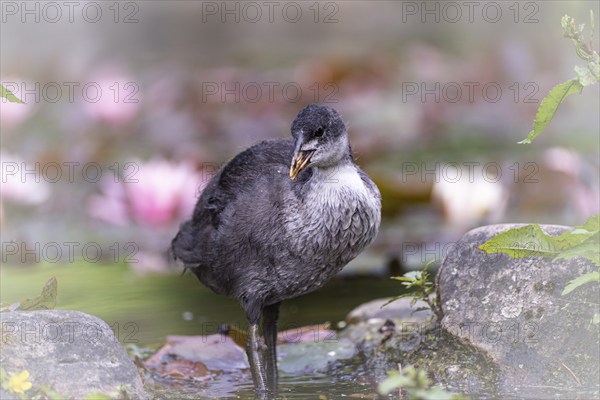 Eurasian Coot chicks (Fulica atra) standing in water, close-up, leaves lying on water surface, green leaves on the right, background blurred, pink water lilies, Dortmund, North Rhine-Westphalia, Germany, Europe