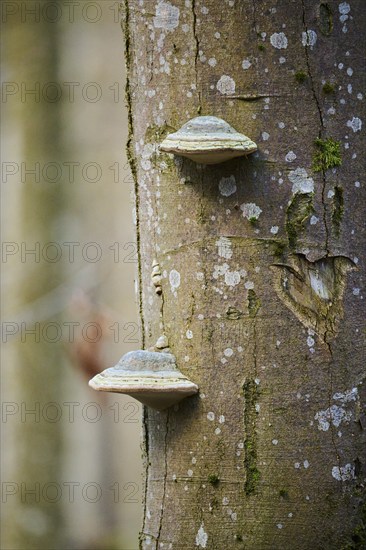 Tinder fungus (Fomes fomentarius) growing on a European beech (Fagus sylvatica) tree trunk, Bavarian Forest national park, Bavaria, Germany, Europe