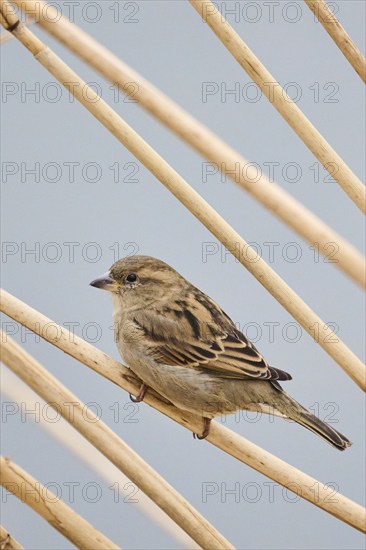 House sparrow (Passer domesticus) sitting on a reed, Bavaria, Germany, Europe