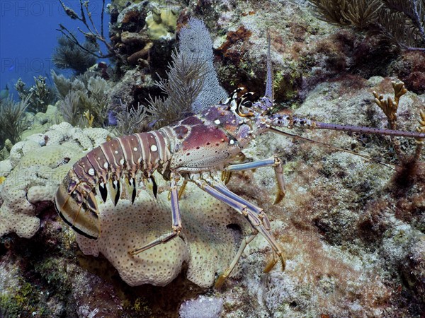 A Caribbean langoustine (Panulirus argus) crawls over a colourful coral reef in clear ocean water, dive site John Pennekamp Coral Reef State Park, Key Largo, Florida Keys, Florida, USA, North America