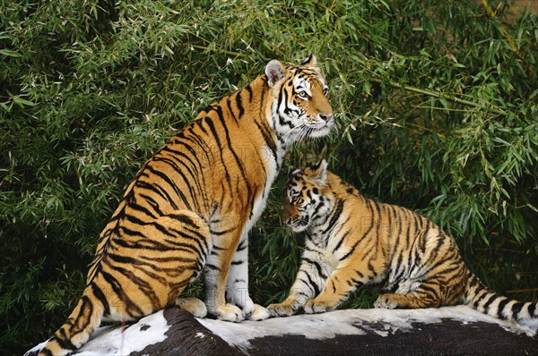 A tiger and its young sit together on a rock surrounded by bamboo. Harmony and protection in a natural environment, Siberian tiger (Panthera tigris altaica), captive, found in Russia, North Korea and China