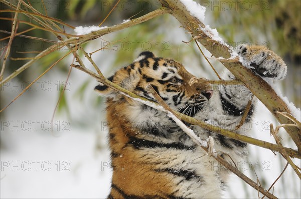 A tiger cub playing with branches in a snowy forest, Siberian tiger (Panthera tigris altaica), captive, occurrence Russia, North Korea and China