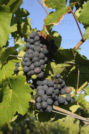 Grapes ripen on vines with lush foliage in the sun, Baden-Württemberg