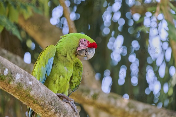 Great green macaw (Ara ambiguus) Costa Rica