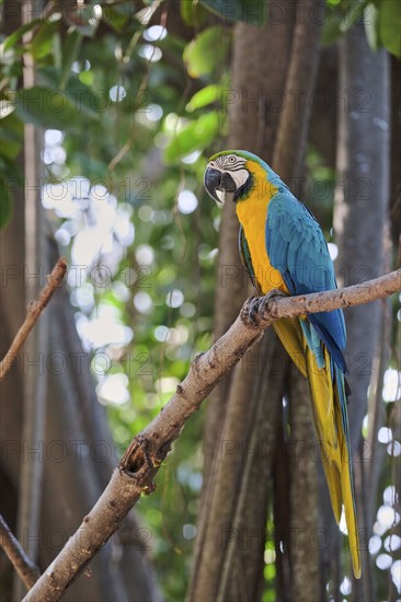 Yellow-breasted Macaw (Ara ararauna) Costa Rica