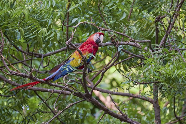 Scarlet Macaw (Ara macao) Colombia