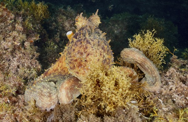 A camouflaged octopus, Common Octopus (Octopus vulgaris), on an algae-covered seabed, dive site Cap de Creus Marine Reserve, Rosas, Costa Brava, Spain, Mediterranean Sea, Europe