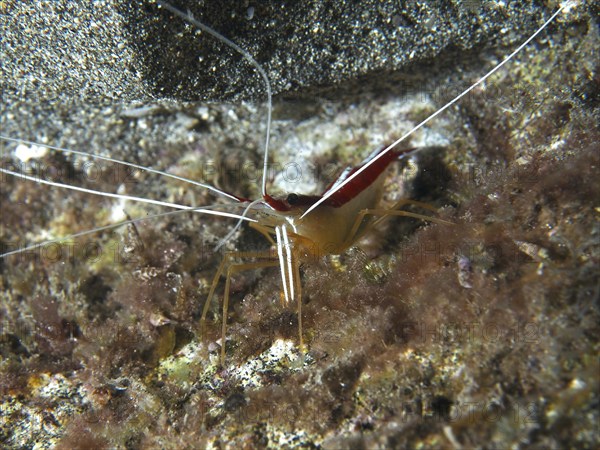 Atlantic white-banded cleaner shrimp (Lysmata grabhami) at night, dive site Playa, Los Cristianos, Tenerife, Canary Islands, Spain, Europe