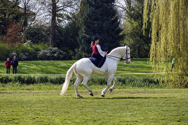 Demonstration, rider Julia Temmler during liberty dressage on Knabstrupper, white mare, baroque horse, dressage riding, garden festival Landpartie 2013 in the spa gardens of Bad Pyrmont, Weserbergland, Germany, Europe