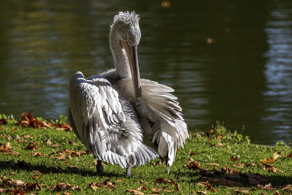 Pelican (Pelecanidae, Pelecanus), preening itself, in a meadow, captive, Germany, Europe