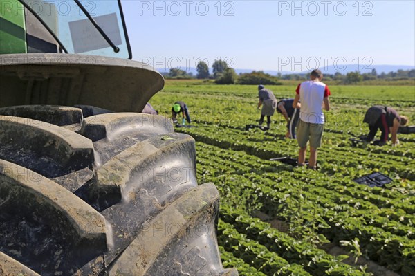 Agriculture lettuce harvest: Harvest workers from Romania harvest Mini Romana in Hockenheim (Baden-Württemberg)