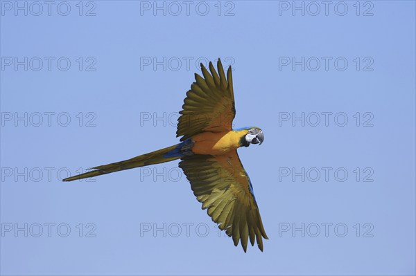 Blue and yellow macaw (Ara ararauna), flying, captive, occurring in South America