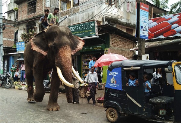 An elephant walking in the street of Guwahati city in Assam, India as school kids are smiling in the eve of Ganesh Chaturthi on Wednesday, Sept 12, 2018