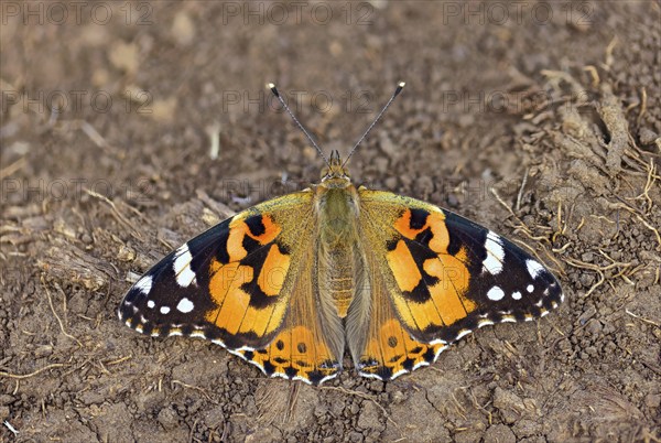 Thistle butterfly, (Vanessa cardui), Cynthia cardui, top view, Kaiserstuhl, Baden-Württemberg, Germany, Europe