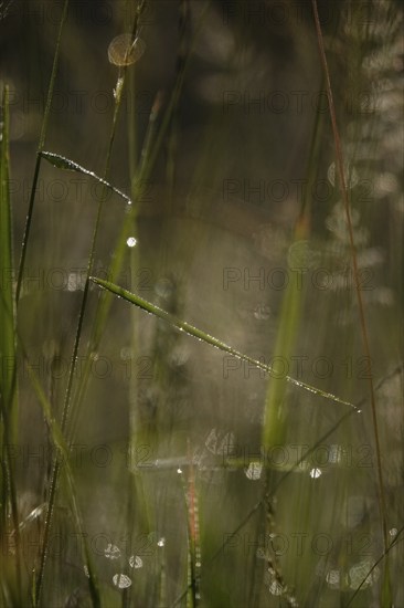 Summer meadow with morning dew, Germany, Europe