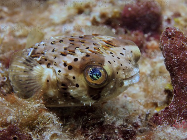 Small pufferfish with blue spotted eye, brown spotted hogfish (Diodon holocanthus), on coral. Dive site Nursery, Pompano Beach, Florida, USA, North America