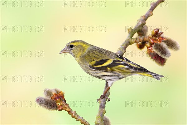 Eurasian siskin (Carduelis spinus) female sitting on a branch of a aspen (Populus tremula), songbirds, animals, birds, Siegerland, North Rhine-Westphalia, Germany, Europe