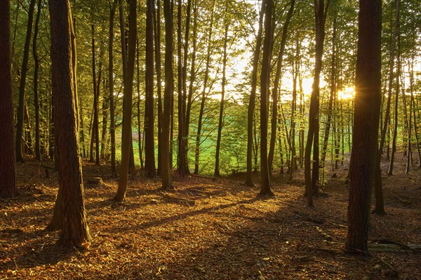 A peaceful forest with sunbeams shining through the trees and golden autumn light, Mechenard, Erlenbach, Miltenberg, Spessart, Bavaria, Germany, Europe