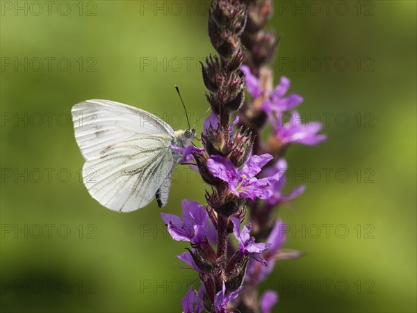 Cabbage butterfly (Pieris brassicae) sucking nectar from the flower of purple loosestrife (Lythrum salicaria), North Rhine-Westphalia, Germany, Europe