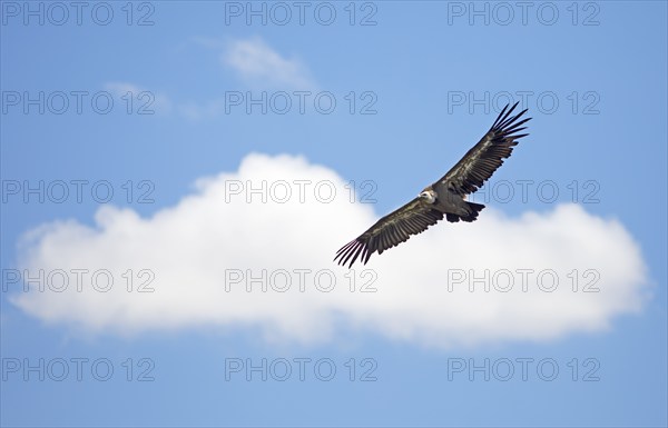 Griffon vulture (Gyps fulvus) in flight in the sky, Hoces del Duratón nature reserve, Segovia province, Castilla y León, Spain, Europe