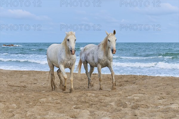 Two white Camargue horses galloping along the beach, the sea in the background, under a cloudy sky, Camargue, France, Europe