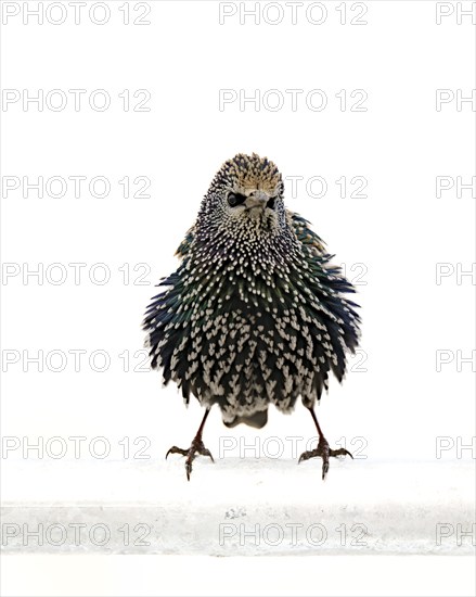 Starling (Sturnus vulgaris) in a white plumage, bird, frontal view, standing, fluffed up up, looking slightly to the side, white background, Schillig, Lower Saxony, North Sea coast, Germany, Europe