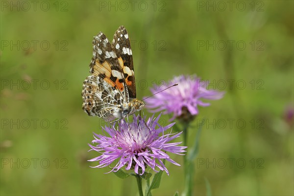 Thistle butterfly (Vanessa cardui, Cynthia cardui) on flower of the meadow knapweed (Centaurea jacea), underside of wing, Wilnsdorf, North Rhine-Westphalia, Germany, Europe