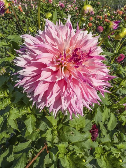 Flowering Dahlias (Dahlia), variety Vineland Princess in the Dahlia Farm in Löderup, Ystad municipality, Skåne County, Sweden, Scandinavia, Europe