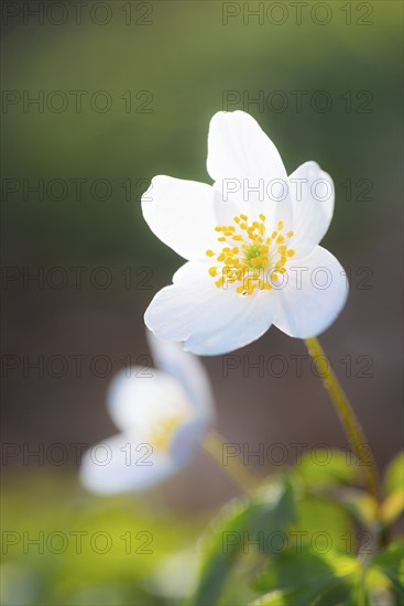 Wood anemone (Anemonoides nemorosa) (Syn.: Anemone nemorosa), single white flower in the forest, green leaves, blurred background, spring flowers, soft sunlight, backlight, close-up, macro shot, mixed forest at the Rote Schleuse, Lüneburg, Lower Saxony, Germany, Europe