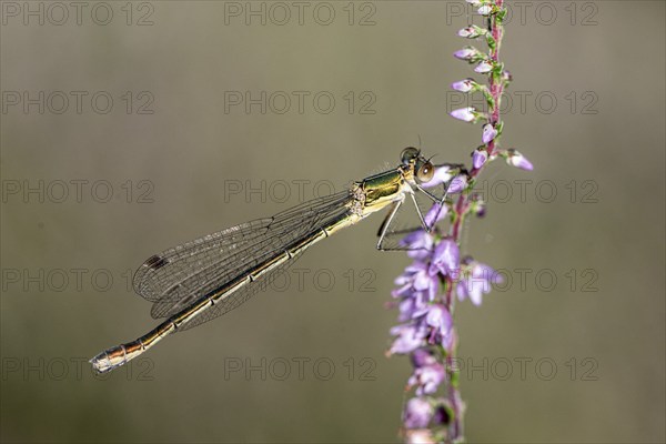 Emerald Damselfly (Lestes sponsa), Emsland, Lower Saxony, Germany, Europe