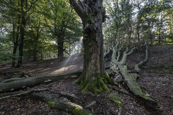 Tinder fungus (Fomes fomentarius) on dead copper beech (Fagus sylvatica) in a forest, Emsland, Lower Saxony, Germany, Europe