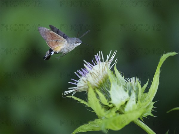 Hummingbird Hawk Moth (Macroglossum stellatarum), feeding on nectar from a Marsh thistle flower (Cirsium palustre), County Hessen, Germany, Europe