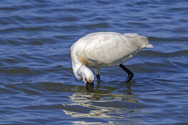 Eurasian spoonbill, common spoonbill (Platalea leucorodia) in breeding plumage foraging by sweeping beak sideways in shallow water of salt marsh