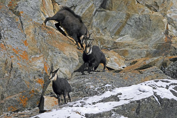 Rutting Alpine chamois (Rupicapra rupicapra) male, buck chasing female and juvenile down rock face during the rut in winter in the European Alps