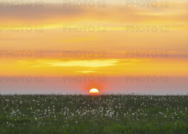 Meadow with fruit stands of the common dandelion (Taraxacum sect. Ruderalia), dandelions, at sunrise, red coloured sky, Thuringia, Germany, Europe