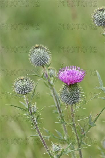 Spear Thistle (Cirsium vulgare), in a meadow, inflorescence, Wilnsdorf, North Rhine-Westphalia, Germany, Europe