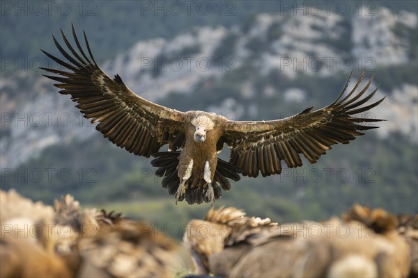 Griffon Vulture (Gyps fulvus) in flight, approaching in the mountains, Pyrenees, Catalonia, Spain, Europe