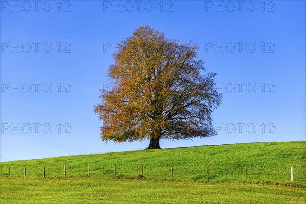 A large tree with colourful autumn leaves in a meadow, surrounded by blue sky, copper beech (Fagus sylvatica) in autumn, Rieden am Forggensee, Ostallgäu, Allgäu, Swabia, Bavaria, Germany, Europe