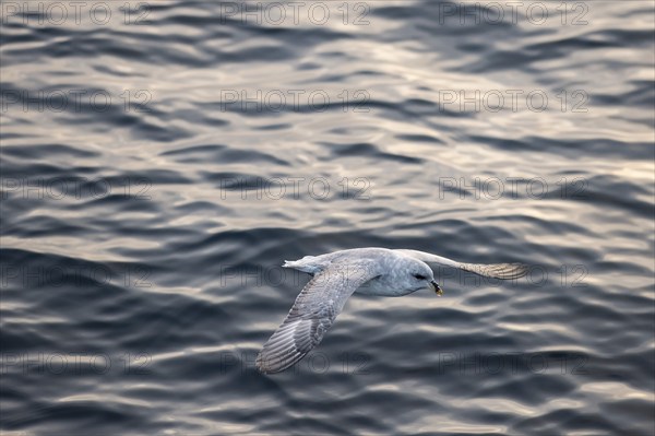 Northern fulmar (Fulmaris glacialis) in flight over the sea surface, Barents Sea, Northeast Iceland, Svalbard and Jan Mayen archipelago, Norway, Europe