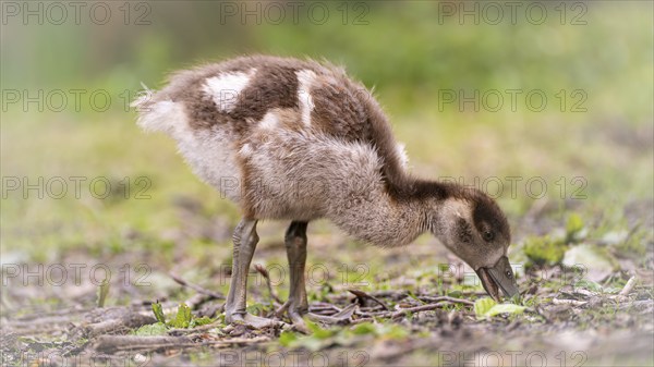 Nile goose chicks (Alopochen aegyptiaca) running through grass and branches, foraging, feeding from the ground, profile view, close-up, background blurred green, Rombergpark, Dortmund, North Rhine-Westphalia, Germany, Europe