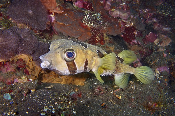 A masked porcupinefish (Diodon liturosus) hovers above the seabed next to colourful corals, dive site USAT Liberty, Tulamben, Bali, Indonesia, Asia