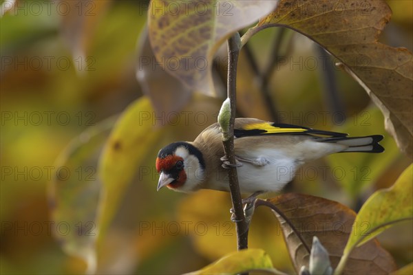 European goldfinch (Carduelis carduelis) adult bird in a garden Magnolia tree with autumn leaves, England, United Kingdom, Europe